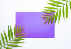 Tropische palmbladen op lilac en purpere achtergrond Minimaal concept De zomer in stijl Genomen op een zonnige dag Tropische inst stock afbeelding Tropische palmbladen op lilac en purpere achtergrond Minimaal concept De zomer in stijl Genomen op een zonnige dag Tropische inst stock afbeelding