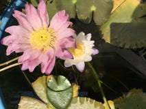 Tropische roze en stroomversnellinglelies royalty-vrije stock afbeeldingen Tropische roze en stroomversnellinglelies royalty-vrije stock afbeeldingen