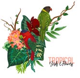 Tropische Sammlung des Vektors mit exotischen Blumen, Blättern und Vögeln lizenzfreie abbildung Tropische Sammlung des Vektors mit exotischen Blumen, Blättern und Vögeln lizenzfreie abbildung