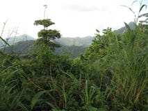 Tropische Vegetation nahe San Isidro, Lipa-Stadt, Philippinen stockfotos Tropische Vegetation nahe San Isidro, Lipa-Stadt, Philippinen stockfotos