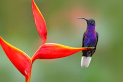 Tropische vogel met rode bloem Kolibrie, de scène van het actiewild van aard Kolibrie van Costa Rica in tropische bos Grote blu royalty-vrije stock foto Tropische vogel met rode bloem Kolibrie, de scène van het actiewild van aard Kolibrie van Costa Rica in tropische bos Grote blu royalty-vrije stock foto