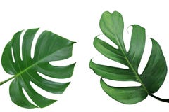 Tropischer Blattnatur-Rahmenplan von Monstera und von Spalteblatt p lizenzfreies stockfoto Tropischer Blattnatur-Rahmenplan von Monstera und von Spalteblatt p lizenzfreies stockfoto