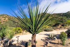 Tropischer Garten, Kalifornien stockfotos Tropischer Garten, Kalifornien stockfotos