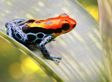 Tropischer Giftpfeilfrosch stockfoto Tropischer Giftpfeilfrosch stockfoto