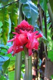 Tropisches rotes Fackelingwerblume Etlingera-elatior, Umauma-Regenwaldpark, große Insel, Hawaii lizenzfreie stockbilder Tropisches rotes Fackelingwerblume Etlingera-elatior, Umauma-Regenwaldpark, große Insel, Hawaii lizenzfreie stockbilder