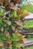 Tropisk blommaCodiaeum som nyanseras i trädgården arkivbilder Tropisk blommaCodiaeum som nyanseras i trädgården arkivbilder