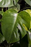 tropisk leafväxt royaltyfria foton tropisk leafväxt royaltyfria foton