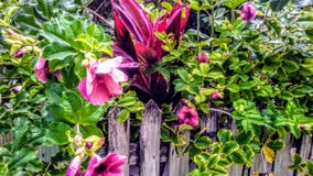 Tropiska blommor på staketet i belize arkivbild Tropiska blommor på staketet i belize arkivbild