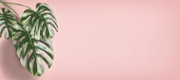 Tropiska Monstera sidor på bakgrund för pastellfärgade rosa färger, sommarbakgrund med kopieringsutrymme för design royaltyfri bild Tropiska Monstera sidor på bakgrund för pastellfärgade rosa färger, sommarbakgrund med kopieringsutrymme för design royaltyfri bild