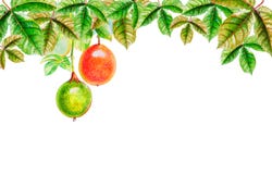 Tropiska sidor för målningvattenfärg av passionfrukt royaltyfri illustrationer Tropiska sidor för målningvattenfärg av passionfrukt royaltyfri illustrationer