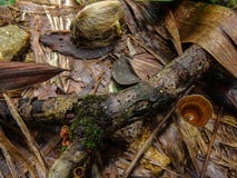 Tropiska växter i ett moln Forest Enviroment royaltyfri fotografi Tropiska växter i ett moln Forest Enviroment royaltyfri fotografi