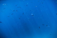 Tropiskt djurliv med fisken Dyka i havet arkivbilder Tropiskt djurliv med fisken Dyka i havet arkivbilder
