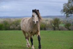 Trottando più per vedervi, un cavallino viene ad esaminare la macchina fotografica fotografia stock libera da diritti Trottando più per vedervi, un cavallino viene ad esaminare la macchina fotografica fotografia stock libera da diritti