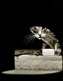 Trou de souris Images stock Trou de souris Images stock