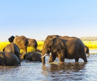 Troupeau Afrique d'éléphant photographie stock libre de droits Troupeau Afrique d'éléphant photographie stock libre de droits