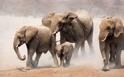 Troupeau d'éléphant Troupeau d'éléphant