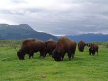 Troupeau de bison image stock Troupeau de bison image stock