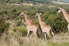 Troupeau de giraffes Photographie stock Troupeau de giraffes Photographie stock