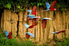 Troupeau de perroquet rouge en vol Vol d'ara, végétation verte à l'arrière-plan Ara rouge et vert dans la forêt tropicale, Pérou photos libres de droits Troupeau de perroquet rouge en vol Vol d'ara, végétation verte à l'arrière-plan Ara rouge et vert dans la forêt tropicale, Pérou photos libres de droits