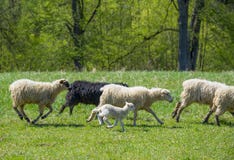 Troupeau des moutons sur un pré de ressort Photo stock Troupeau des moutons sur un pré de ressort Photo stock