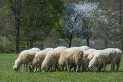 Troupeau des moutons sur un pré de ressort Photo libre de droits Troupeau des moutons sur un pré de ressort Photo libre de droits