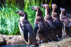 Troupeau des pingouins de Humboldt se tenant prêt le bord de l'eau photographie stock libre de droits Troupeau des pingouins de Humboldt se tenant prêt le bord de l'eau photographie stock libre de droits