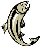 Trout jumping Royalty Free Stock Images Trout jumping Royalty Free Stock Images