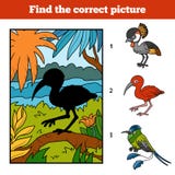 Trovi l'immagine corretta Color scarlatto dell'ibis e fondo illustrazione di stock Trovi l'immagine corretta Color scarlatto dell'ibis e fondo illustrazione di stock