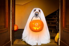 Truco o invitación del perro del fantasma de Halloween foto de archivo Truco o invitación del perro del fantasma de Halloween foto de archivo