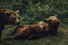 True Bear Love stock photography True Bear Love stock photography
