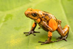 Truje strzałki żaby Oophaga histrionica od tropikalnego lasu tropikalnego Kolumbia fotografia stock Truje strzałki żaby Oophaga histrionica od tropikalnego lasu tropikalnego Kolumbia fotografia stock