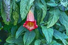 Trumpet Flower Royalty Free Stock Images