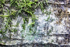 Trunk of birch covered with moss old tree close up shot of birch bark stock image Trunk of birch covered with moss old tree close up shot of birch bark stock image