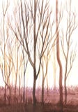 Trunks of bare trees in the sun. Illustration, landscape. vector illustration Trunks of bare trees in the sun. Illustration, landscape. vector illustration