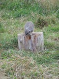 Trunky meerkat zdjęcie royalty free Trunky meerkat zdjęcie royalty free
