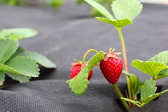 Truskawka groving w ogródzie Zdjęcia Stock Truskawka groving w ogródzie Zdjęcia Stock