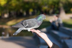 Trustful Pigeon Royalty Free Stock Images