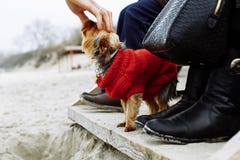 Trycka på hunden på stranden royaltyfri fotografi Trycka på hunden på stranden royaltyfri fotografi
