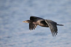 Trzcinowy kormoran lata nad wodą dostrzegać dla łowić zdjęcie royalty free Trzcinowy kormoran lata nad wodą dostrzegać dla łowić zdjęcie royalty free