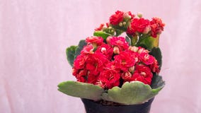 Träd i en röd blomkruka - rosa färger, använder dekorativt - som är dekorativ, härliga gröna sidor som är älskvärda arkivfoto Träd i en röd blomkruka - rosa färger, använder dekorativt - som är dekorativ, härliga gröna sidor som är älskvärda arkivfoto