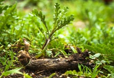Trädfilial på jordningen som omges av vegetation, sidor royaltyfria foton Trädfilial på jordningen som omges av vegetation, sidor royaltyfria foton
