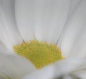 trädgårds- fjäderwhite för chrysanthemum Royaltyfria Foton trädgårds- fjäderwhite för chrysanthemum Royaltyfria Foton
