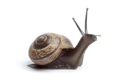 trädgårds- snail royaltyfri fotografi trädgårds- snail royaltyfri fotografi