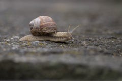 Trädgårds- snail royaltyfri foto Trädgårds- snail royaltyfri foto
