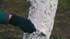 Trädgårdsmästare Whitewash Tree Trunk med krita i trädgården, trädomsorg i vår långsam rörelse arkivfilmer Trädgårdsmästare Whitewash Tree Trunk med krita i trädgården, trädomsorg i vår långsam rörelse arkivfilmer