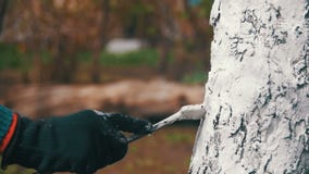 Trädgårdsmästare Whitewash Tree Trunk med krita i trädgården, trädomsorg i vår långsam rörelse stock video Trädgårdsmästare Whitewash Tree Trunk med krita i trädgården, trädomsorg i vår långsam rörelse stock video