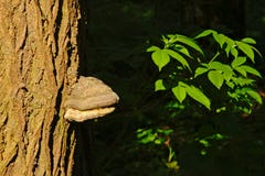 Trädstam med fnöskesvampen och soliga gröna blad Royaltyfri Fotografi Trädstam med fnöskesvampen och soliga gröna blad Royaltyfri Fotografi