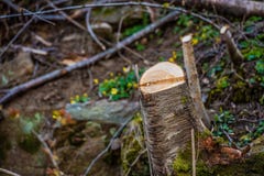 Trädstump i en skog som har gjorts klar fotografering för bildbyråer Trädstump i en skog som har gjorts klar fotografering för bildbyråer