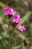 Três flores cor-de-rosa do cravo com hastes paralelas fotografia de stock Três flores cor-de-rosa do cravo com hastes paralelas fotografia de stock