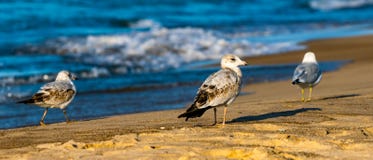 Três gaivotas na praia no Lago Michigan na cidade Indiana de Michigan durante o sol do verão foto de stock Três gaivotas na praia no Lago Michigan na cidade Indiana de Michigan durante o sol do verão foto de stock